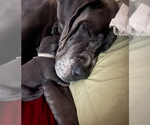 Small Photo #24 Great Dane Puppy For Sale in SAND SPRINGS, OK, USA