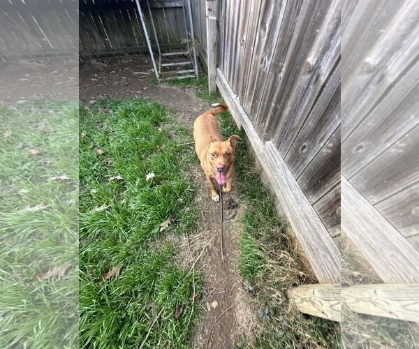 Medium Photo #1 American Staffordshire Terrier-Unknown Mix Puppy For Sale in Jackson, MS, USA