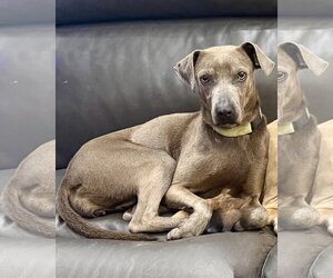 Labrador Retriever-Unknown Mix Dogs for adoption in Sandy, UT, USA