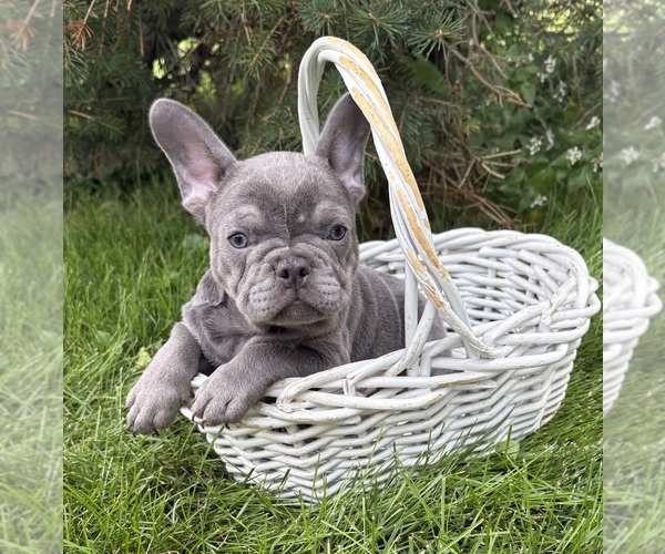 Medium Photo #4 French Bulldog Puppy For Sale in MIDDLEBURY, IN, USA