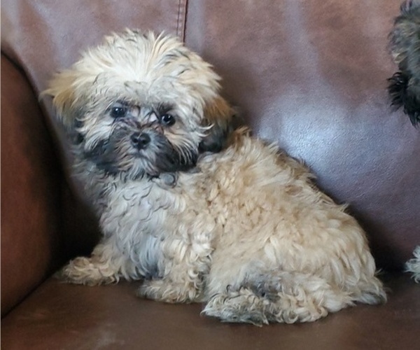 Medium Photo #4 Mal-Shi Puppy For Sale in ZILLAH, WA, USA