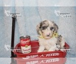 Small Photo #1 Australian Shepherd-Poodle (Toy) Mix Puppy For Sale in SANGER, TX, USA
