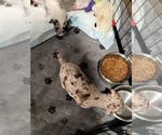 Small #4 Chihuahua
