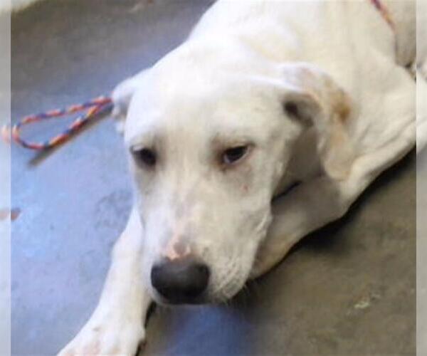 Medium Photo #1 Labrador Retriever-Unknown Mix Puppy For Sale in Tulsa, OK, USA