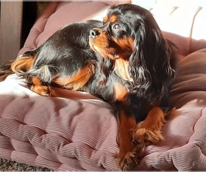 Mother of the Cavalier King Charles Spaniel puppies born on 03/28/2022