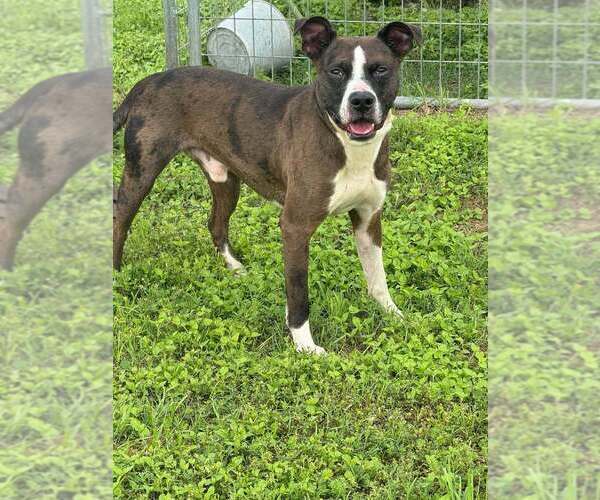 Medium Photo #3 Mutt Puppy For Sale in Abbeville, LA, USA