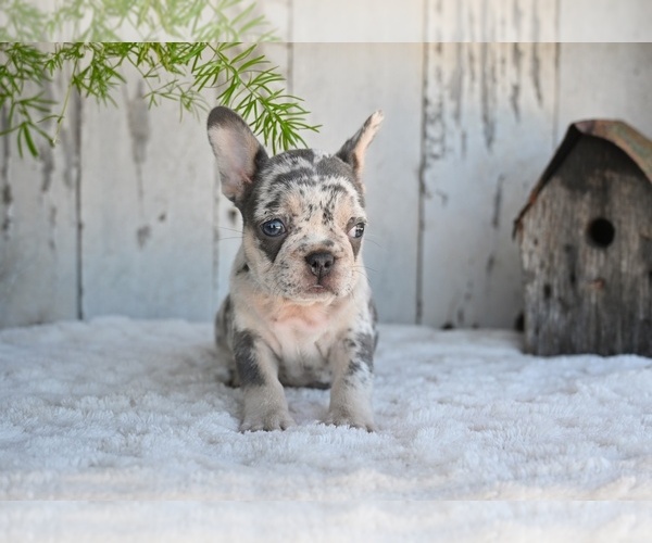 Medium Photo #4 French Bulldog Puppy For Sale in MILLERSBURG, OH, USA