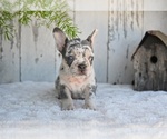 Small #3 French Bulldog