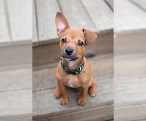 Chihuahua-Unknown Mix Dogs for adoption in Germantown, OH, USA