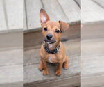 Small Chihuahua Mix
