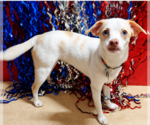 Small #3 Chihuahua Mix