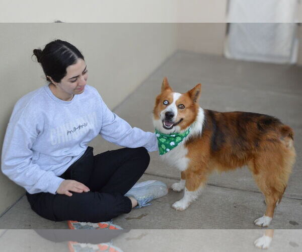 Medium Photo #3 Mutt Puppy For Sale in McKinney, TX, USA