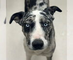 Small Photo #5 Catahoula Leopard Dog-Unknown Mix Puppy For Sale in Canton, CT, USA