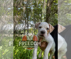 American Bulldog Puppy for sale in OCALA, FL, USA