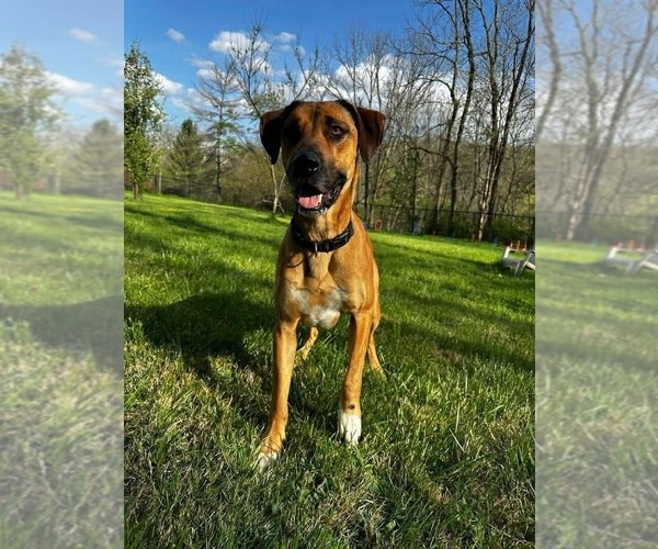 Medium Photo #2 Great Dane-Unknown Mix Puppy For Sale in Germantown, OH, USA