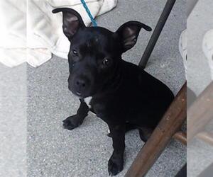 American Pit Bull Terrier-Unknown Mix Dogs for adoption in Pasadena, TX, USA