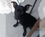 Small American Pit Bull Terrier Mix