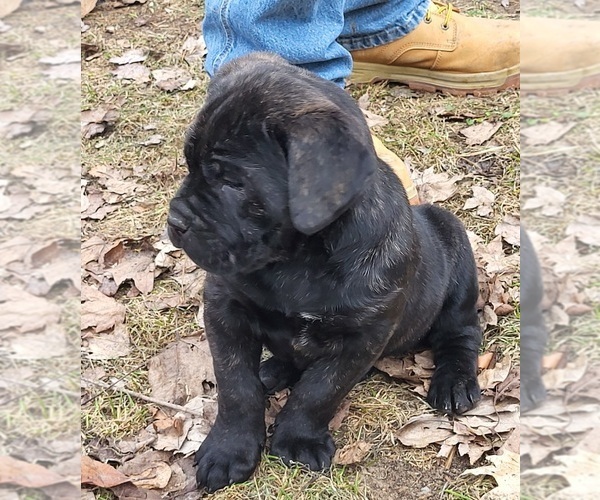 Medium Photo #4 Cane Corso Puppy For Sale in NUNICA, MI, USA