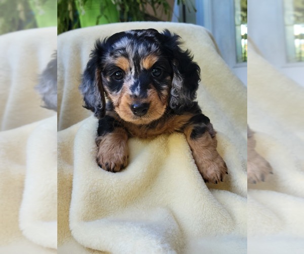 Medium Photo #2 Dachshund Puppy For Sale in BAXTER, MN, USA