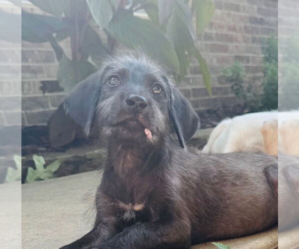 Medium Photo #4 Mutt Puppy For Sale in Claremore, OK, USA