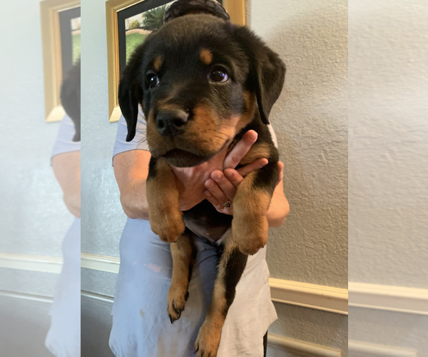 Medium Photo #12 Rottweiler Puppy For Sale in GARLAND, TX, USA