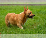 Small Photo #1 Pembroke Welsh Corgi Puppy For Sale in HAMPTON, VA, USA