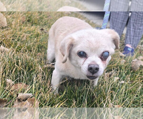 Medium Photo #2 Chug Puppy For Sale in Salt Lake City, UT, USA