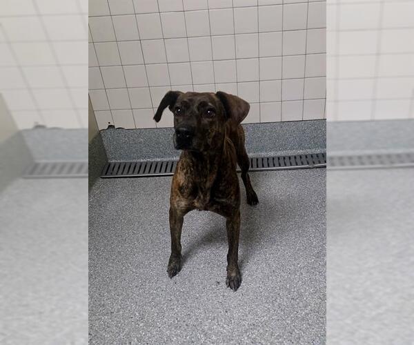 Medium Photo #1 American Pit Bull Terrier-Unknown Mix Puppy For Sale in Pasadena, TX, USA