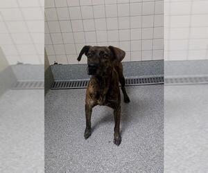 American Pit Bull Terrier-Unknown Mix Dogs for adoption in Pasadena, TX, USA