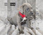 Small #3 Cane Corso
