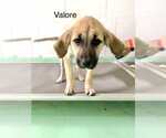 Small #8 Anatolian Shepherd-Rhodesian Ridgeback Mix