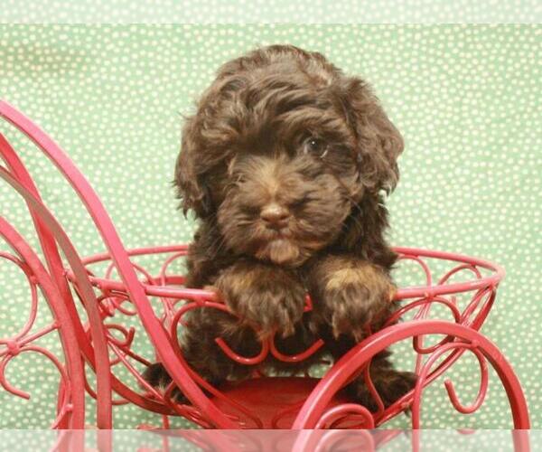 Medium Photo #8 Havanese-Poodle (Toy) Mix Puppy For Sale in SHAWNEE, OK, USA