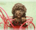 Small Photo #8 Havanese-Poodle (Toy) Mix Puppy For Sale in SHAWNEE, OK, USA