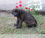 Small #1 Cane Corso