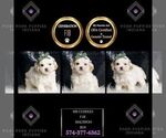 Puppy mr Cuddles F1 Maltipoo
