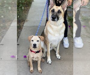 Stevie - Male German Shepherd Dog-Unknown Mix Dog for Adoption - Photo #8