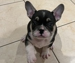 Puppy 3 French Bulldog