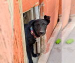 Small #8 Labrador Retriever