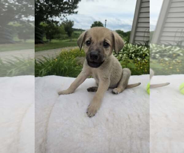 Medium Photo #2 German Shepherd Dog-Unknown Mix Puppy For Sale in SHERBURNE, NY, USA