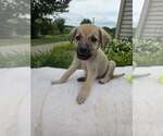 Small #1 German Shepherd Dog Mix