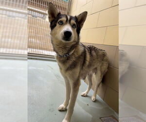 Siberian Husky Dogs for adoption in Riverside, CA, USA