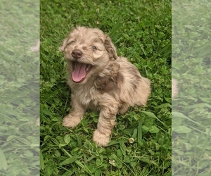 Australian Shepherd-Poodle (Toy) Mix Puppy for sale in SPENCER, TN, USA