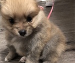Small Photo #3 Pomeranian Puppy For Sale in LEANDER, TX, USA
