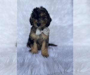 Goldendoodle-Poodle (Toy) Mix Puppy for sale in BEECH GROVE, IN, USA
