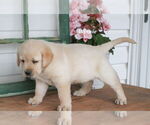 Small Photo #3 Labrador Retriever Puppy For Sale in STANLEY, NY, USA
