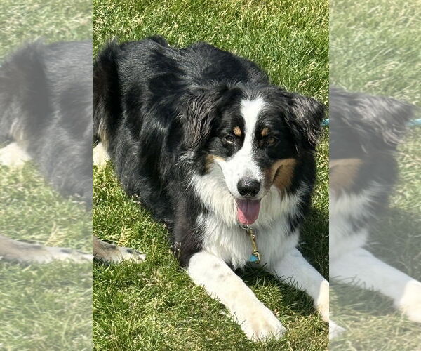 Medium Photo #1 Australian Shepherd Puppy For Sale in Techny, IL, USA