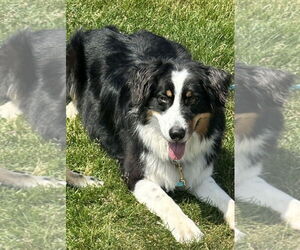 Australian Shepherd Dogs for adoption in Techny, IL, USA