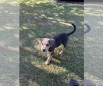 Small #10 Labrador Retriever Mix