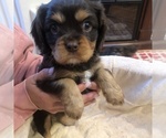 Small Photo #3 Cavalier King Charles Spaniel Puppy For Sale in AURORA, CO, USA