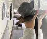 Small #4 French Bulldog